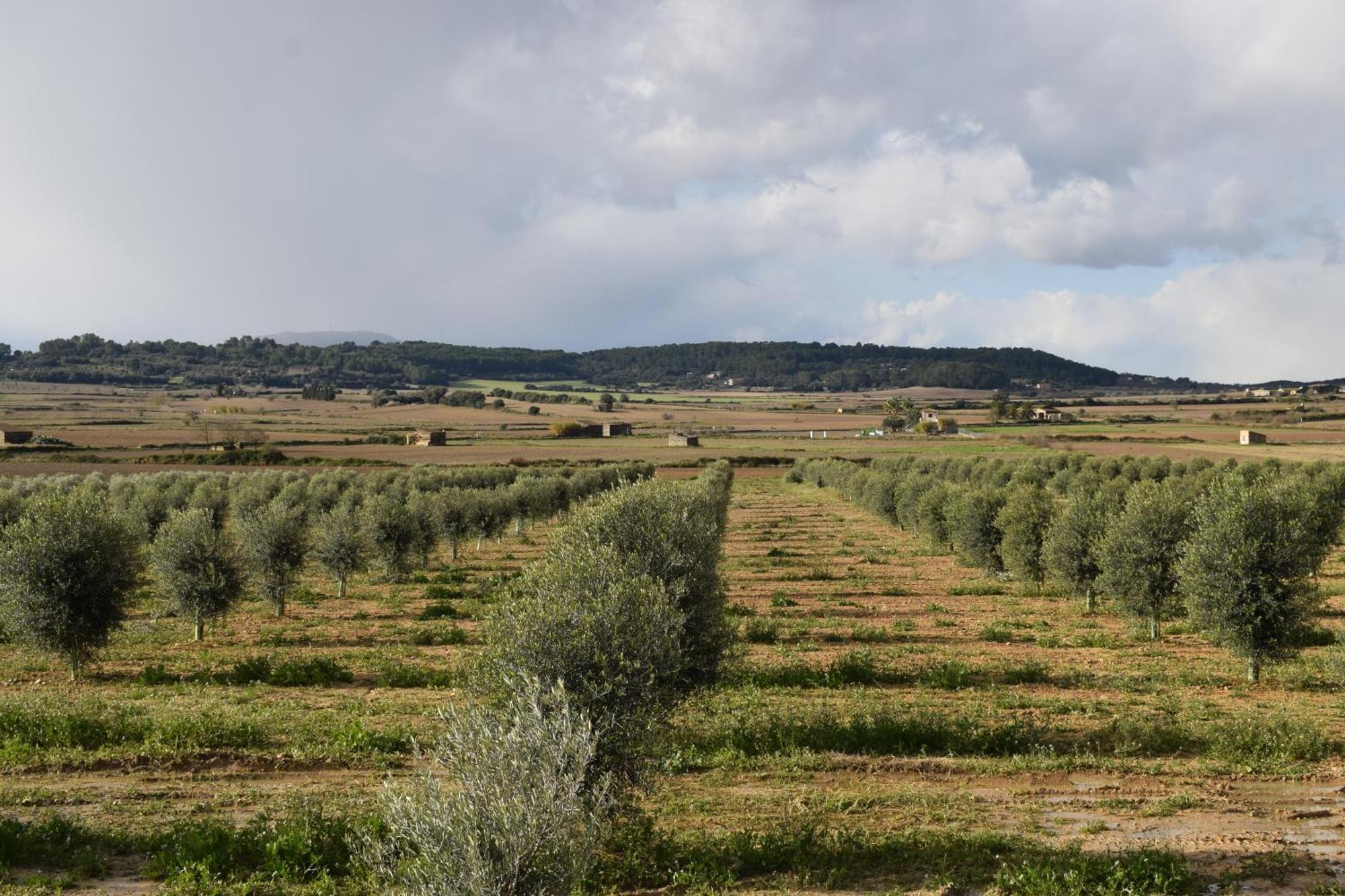 Agroturisme Gossalba Sant Joan Room photo